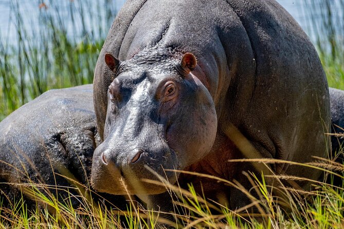1 Day Safari to Akagera national park-Big5 Safari - Key things to know before you go