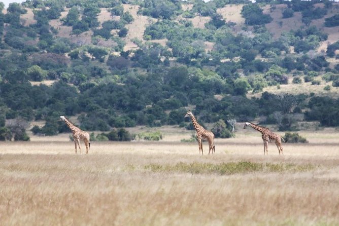 1 Day Safari to Akagera national park-Big5 Safari - Kayonza village stop: coffee, community, and a break from pure wildlife viewing