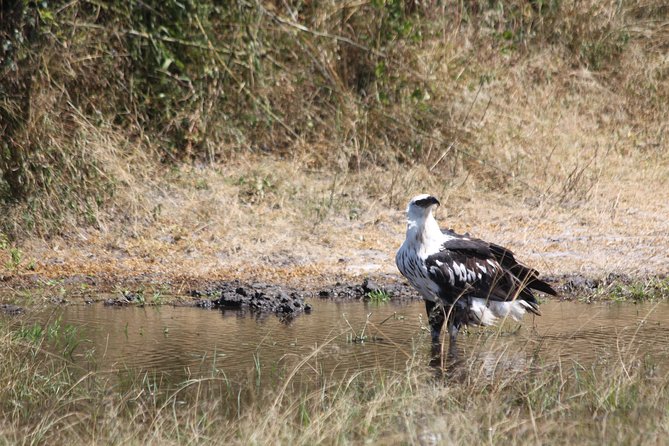 1 Day Safari to Akagera national park-Big5 Safari - Lunch and mid-day pace: planning for food during a long safari day