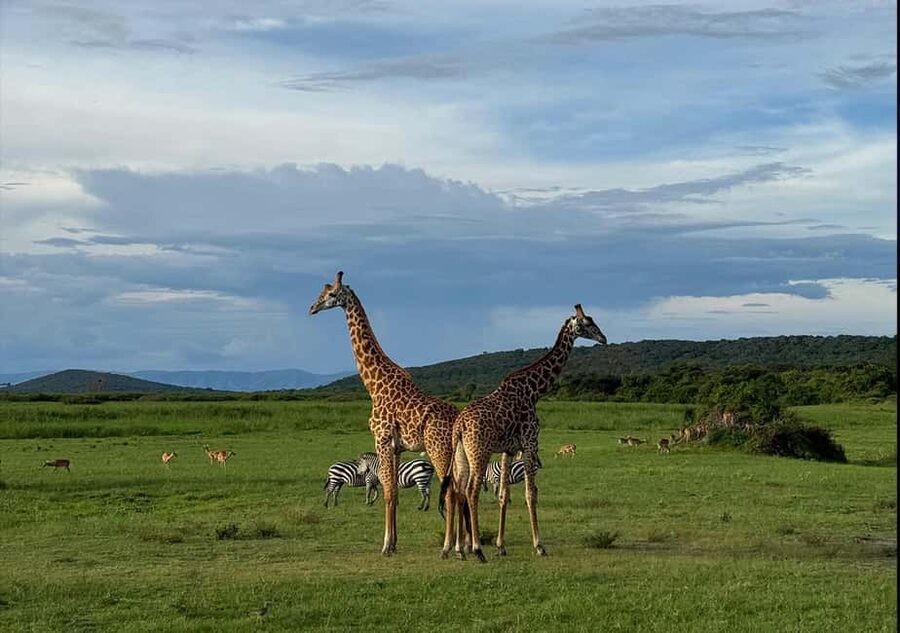 2 Day Akagera Big 5 Game drive Safari & Highest Peak Camping - Day 2: early lakeside sightings, full-day Big Five search, and picnic lunch