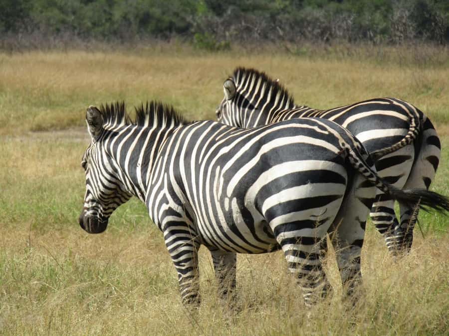 2-Day Akagera Game Drive, Boatride & Safari resort overnight - Lakeside wildlife and the boat ride: hippos and crocodiles up close