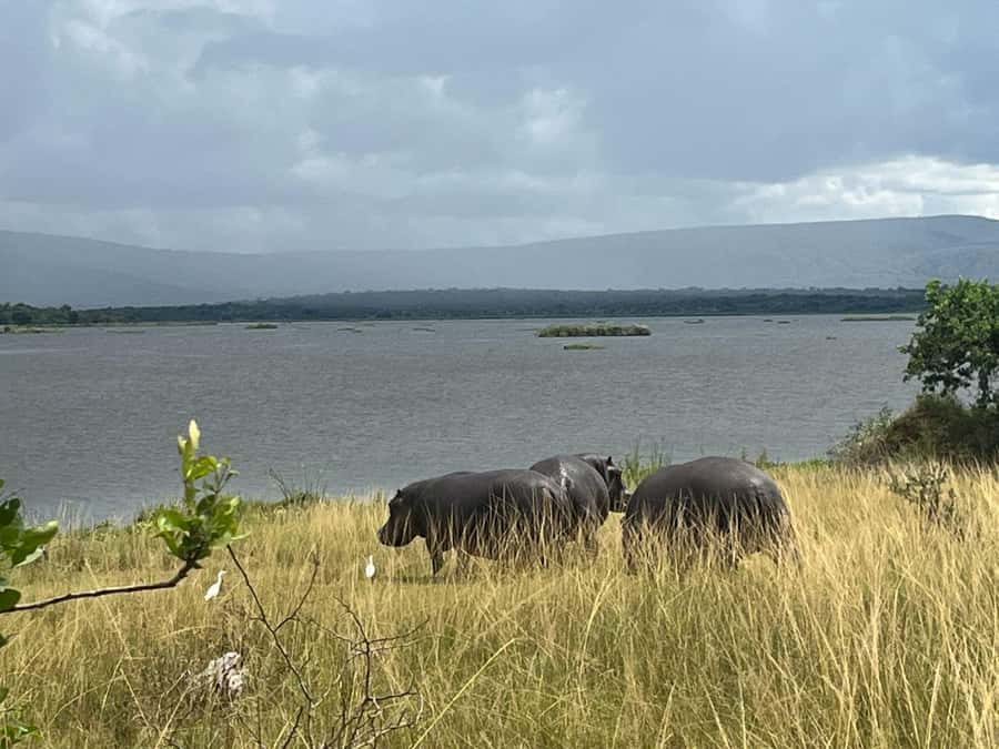 2-Day Akagera Game Drive, Boatride & Safari resort overnight - Overnight at a safari lodge: sunrise views and real down time