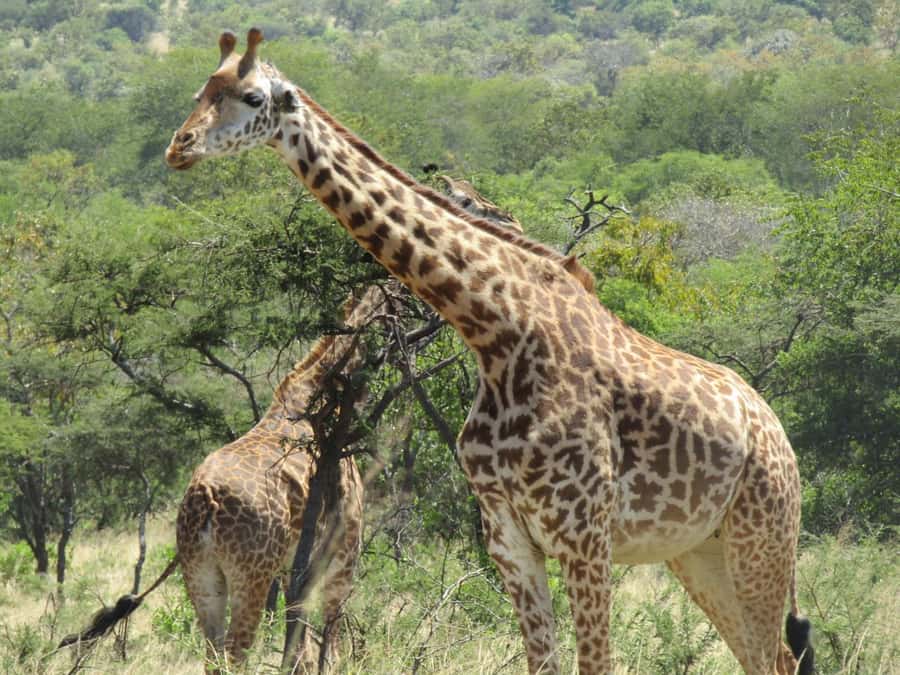2-Day Akagera Game Drive, Boatride & Safari resort overnight - Species you can hope for, plus the birding bonus