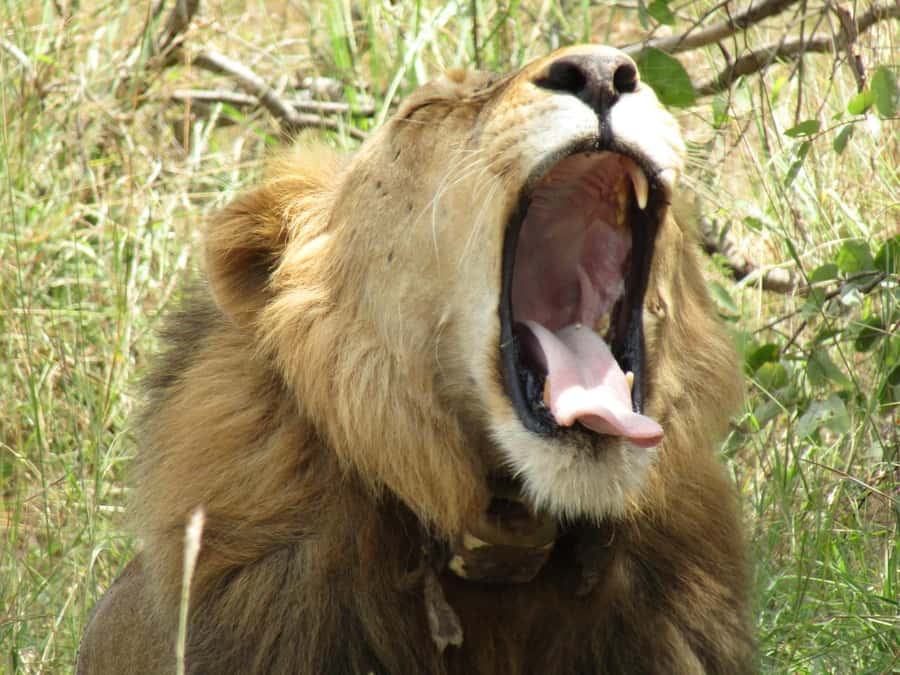 2-Day Akagera Game Drive, Boatride & Safari resort overnight - Tips to make your photos and sightings better