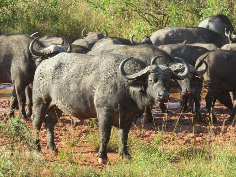 2-Day Akagera Game Drive, Boatride & Safari resort overnight - Who should book this Akagera 2-day safari, and who should not