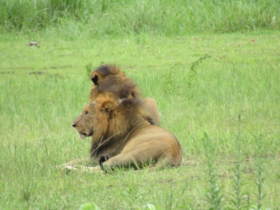 2-Day Akagera Game Drive, Boatride & Safari resort overnight - Kigali to Akagera: the transfer day that still feels like part of the trip