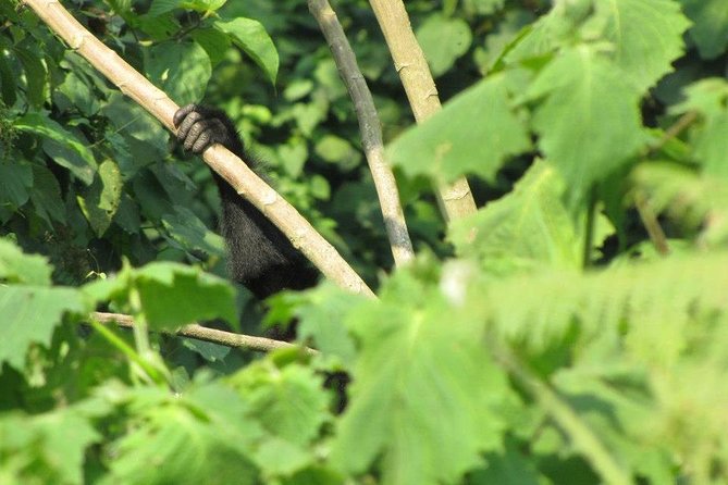2 Day Gorilla Trekking Safari in Uganda via Kigali - Price and what you actually get for $1,780 per person