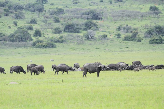 2 Days Akagera Wildlife Safari - Animals and what you can realistically hope to see