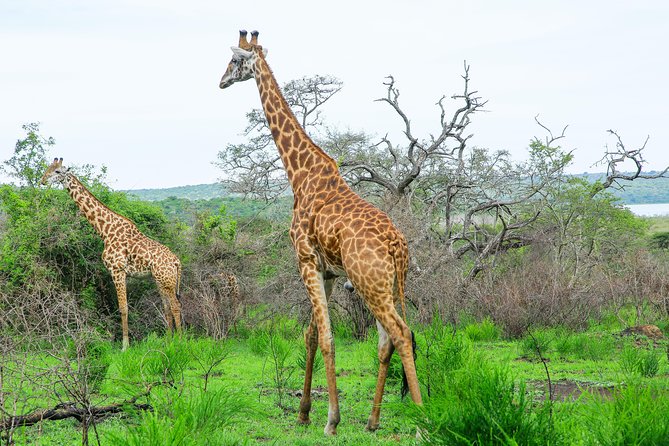 2 Days Akagera Wildlife Safari - Guide quality: Why Serge and Didier come up so often