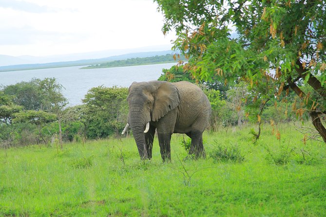 2 Days Akagera Wildlife Safari - Where you sleep: Akagera Game Lodge or Ruzizi Tented Lodge