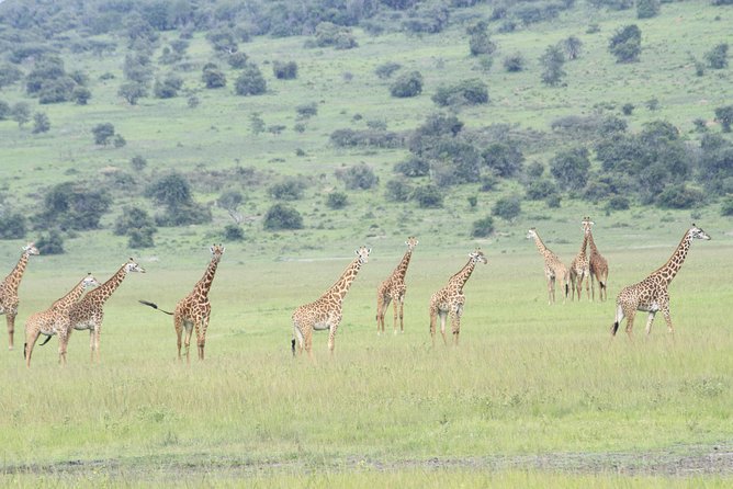 2 Days Akagera Wildlife Safari - Day One in Akagera: Boat cruise, evening game drive, and your lodge night