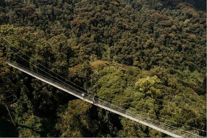 2 Days Chimpanzee trekking & Canopy Walk in Nyungwe National Park - Kigali to Nyungwe: The 6-Hour Drive and the Cultural Stops That Break It Up