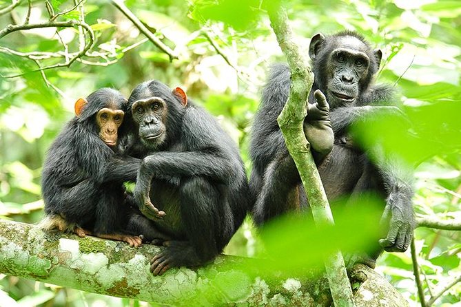 2 Days Chimpanzees trekking Tour and Canopy walk Adventure - Key points before you commit