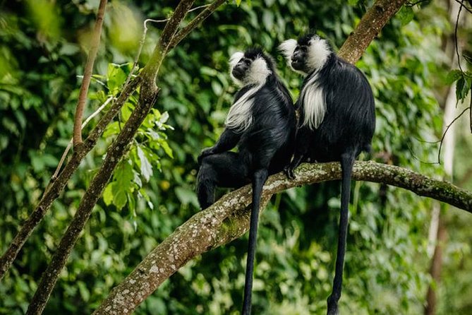 2 Days Chimpanzees trekking Tour and Canopy walk Adventure - Day 2: early chimpanzee trekking, then back to Kigali