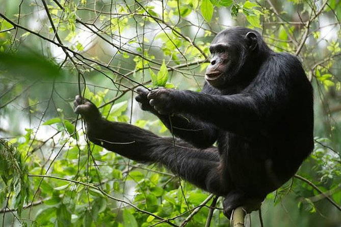2 Days Chimpanzees trekking Tour and Canopy walk Adventure - What the included guiding and permits mean for your experience