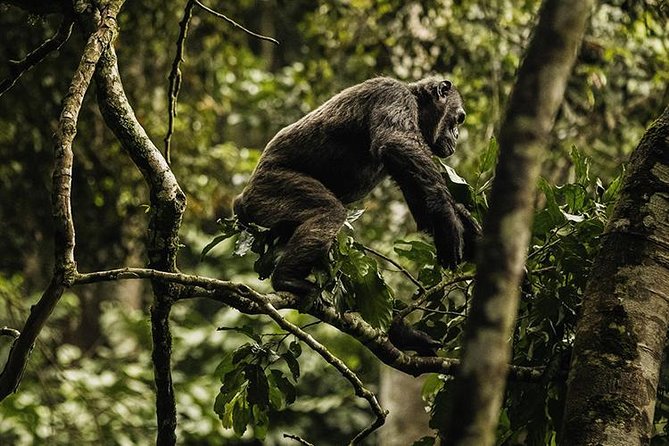 2 Days Chimpanzees trekking Tour and Canopy walk Adventure - Rwanda rainforest facts that help you enjoy the trekking more