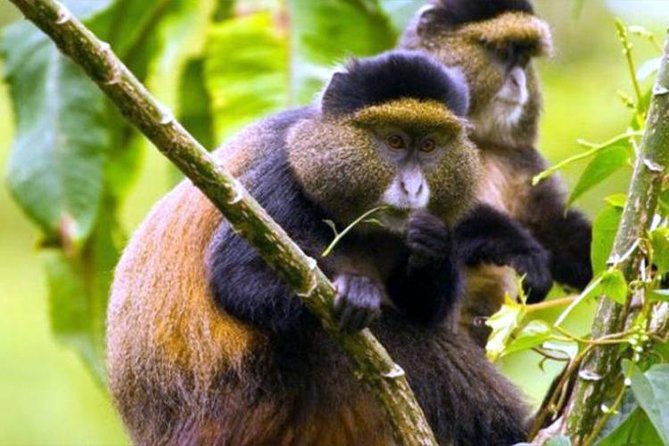 2 Days Chimpanzees trekking Tour and Canopy walk Adventure - Private guide energy: Serge Placide and careful driving by Fabrice