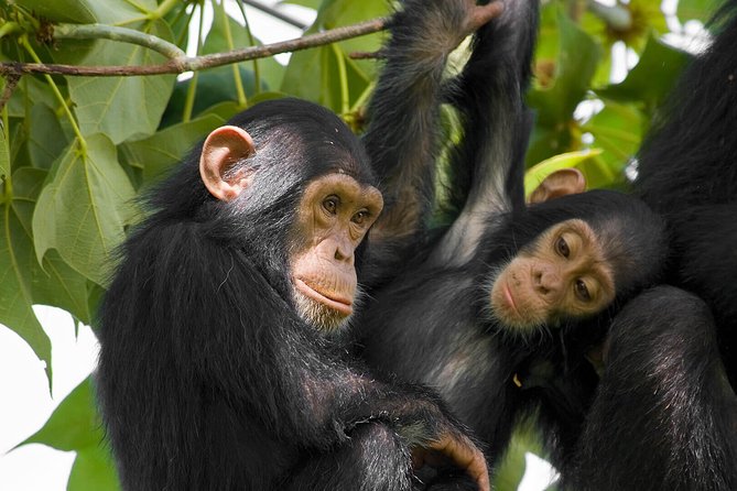 2 Days Chimpanzees trekking Tour and Canopy walk Adventure - Choosing your base: hotel near the park and the option of Uwinka camping