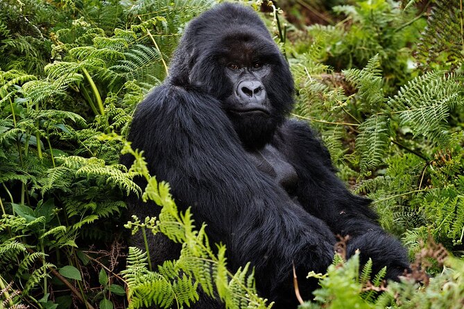 2 Days Gorilla & Golden Monkey Trekking Safaris - Key points to know before you go