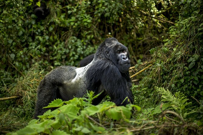 2 Days Gorilla & Golden Monkey Trekking Safaris - Isange Paradise Resort night: where you reset for gorilla trekking
