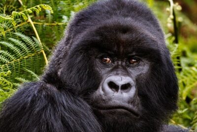 2 Days Gorilla & Golden Monkey Trekking Safaris