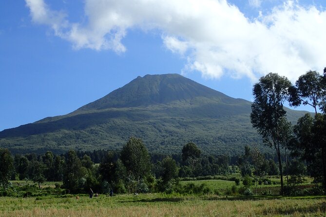 2 Days Gorilla & Golden Monkey Trekking Safaris - Gorilla trekking day at Volcanoes National Park: ranger groups, a forest walk, and your one-hour encounter