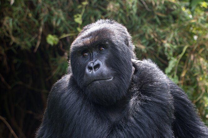 2 Days Gorilla & Golden Monkey Trekking Safaris - Price and logistics: is $715 per person good value?