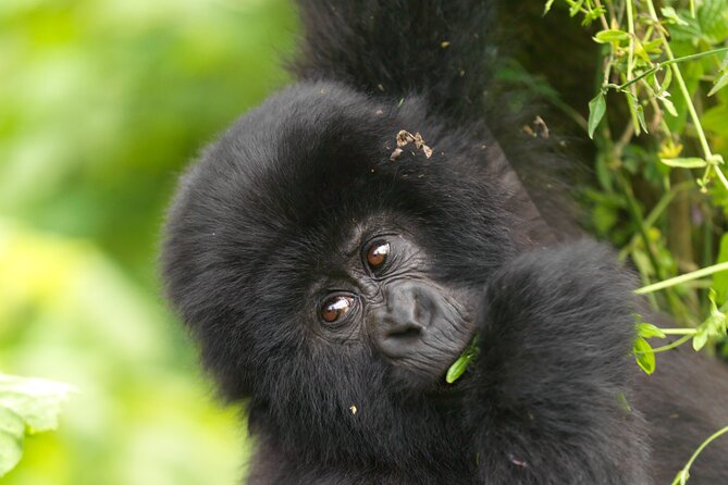 2 Days Gorilla & Golden Monkey Trekking Safaris - Who this Rwanda combo suits best, and who might rethink it