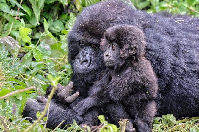 2 Days Gorilla & Golden Monkey Trekking Safaris - Should you book this 2-day gorilla and golden monkey experience?