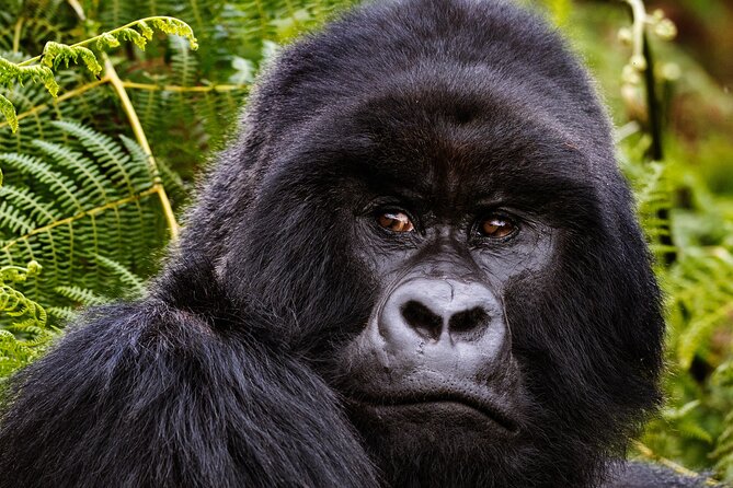 2 Days Gorilla & Golden Monkey Trekking Safaris - Musanze and canoeing on the Mukungwa River: learning, then cruising through rural Rwanda