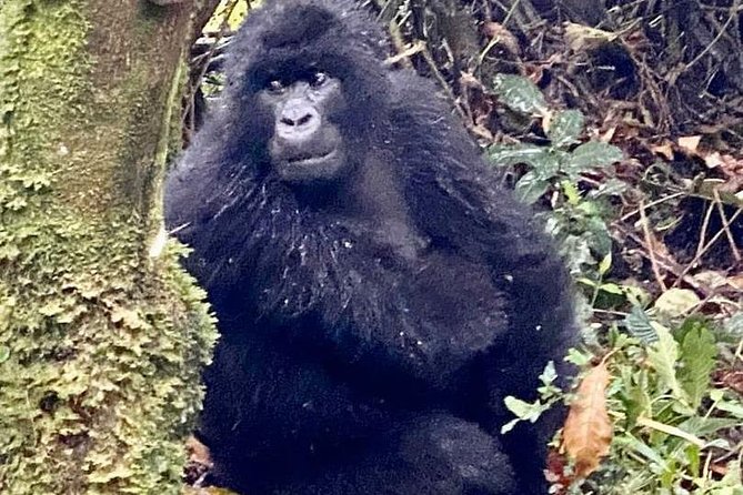 2 Days Gorilla Trekking Rwanda - Price and What You’re Really Paying For