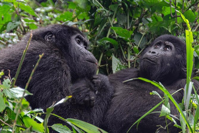 2 Days Gorilla Trekking Rwanda - Private Tour Comfort: Less Waiting, More Focus
