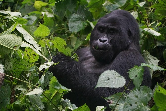 2 Days Gorilla Trekking Uganda - Key things to know before you go