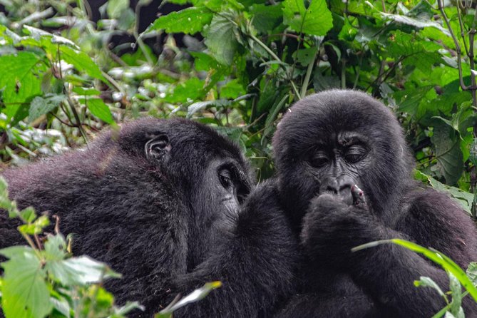 2 Days Gorilla Trekking Uganda - Transfers back to Kigali: how your day ends and why that matters