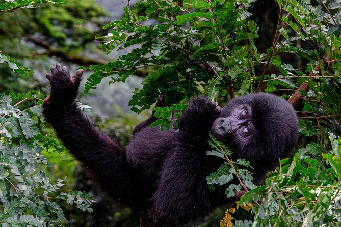 2 Days Gorilla Trekking Uganda - A few practical tips that make the trek day smoother