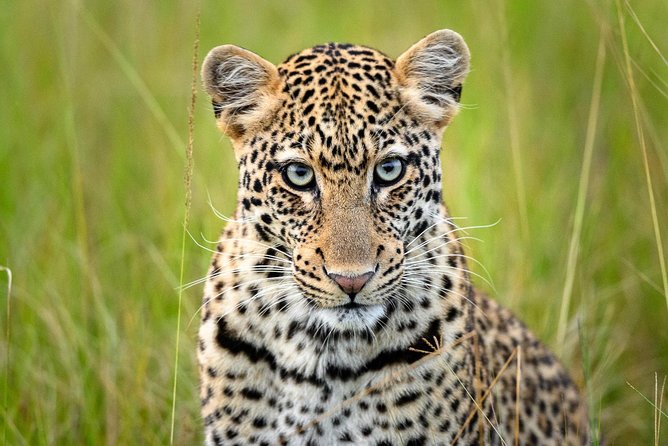 2 Days in Akagera National Park - What to expect from wildlife, realistically