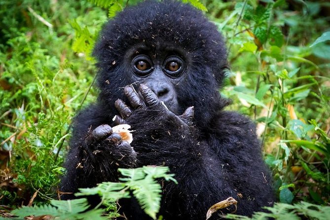 2 Days Mountain Gorilla Safari Rwanda - Price and Value: $650, Plus One Big Add-On
