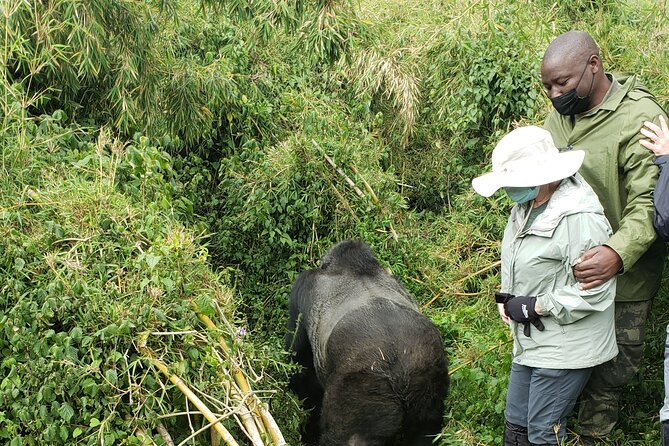 2 Days Mountain Gorilla Safari Rwanda - Volcanoes National Park Check-In: Admission, Lodges, and the First Taste of the Mountains