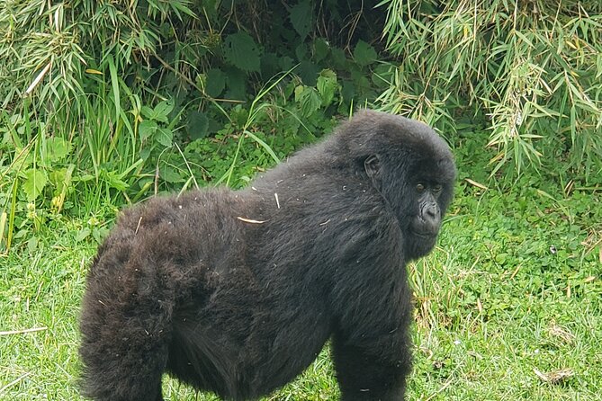 2 Days Mountain Gorilla Safari Rwanda - Conservation Learning and Why It Makes the Gorilla Moment Matter