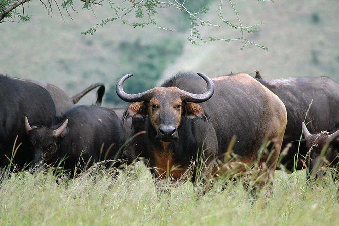 2 Days Mountain Gorilla Safari Rwanda - Who This Tour Fits Best (And Who Should Think Twice)