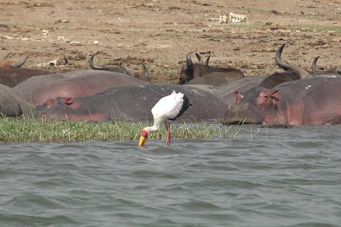 2 Days Murchison Falls Big 5 Savannah wildlife safari - Price and what’s actually included for $820.52