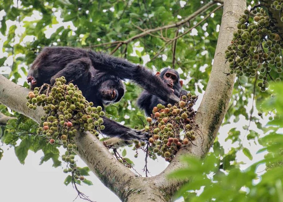 2 Days Nyungwe National Park Tours -Chimp-Canopy-Waterfall - Ndambarare Waterfall Trail: A 3 to 4 Hour Hike With Tea Plantation Views