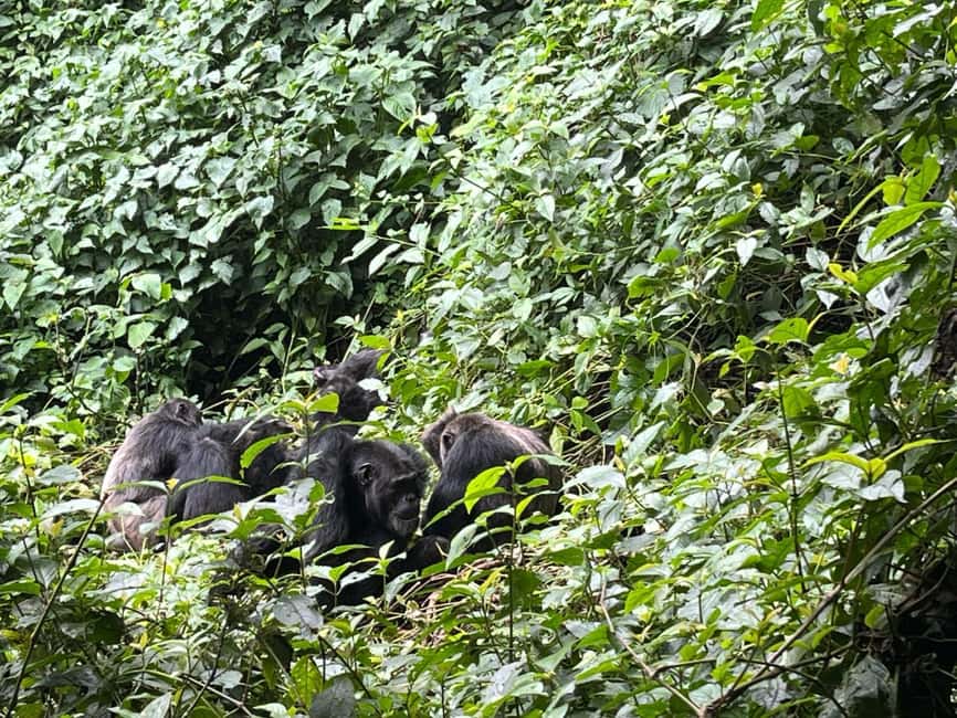 2 Days Nyungwe National Park Tours -Chimp-Canopy-Waterfall - Lunch, Park Restaurant Time, and the Rhythm Back to Kigali
