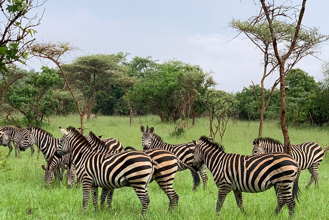 2 days trip_Akagera National Park (Wildlife Safari) - Why Akagera in 2 Days Works So Well From Kigali