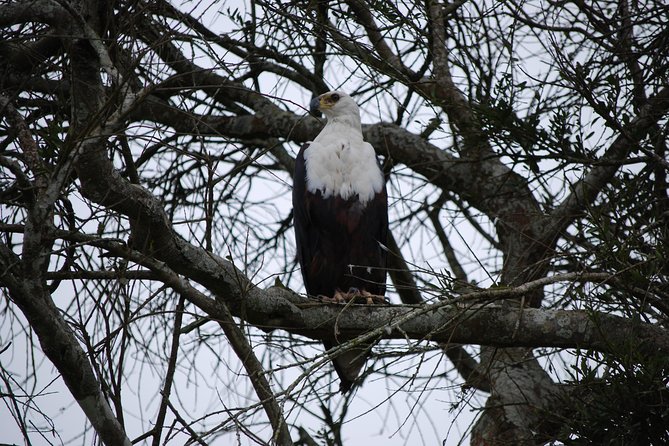 2 days trip_Akagera National Park (Wildlife Safari) - Evening at AGL: A Comfortable Base for Early Wildlife Time