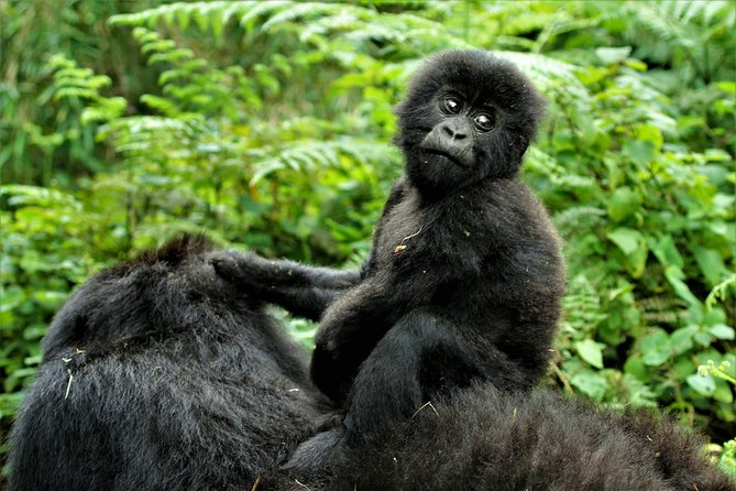 2 days Uganda Gorilla trekking - Kigali first, then gorillas. The logic behind this 2-day plan