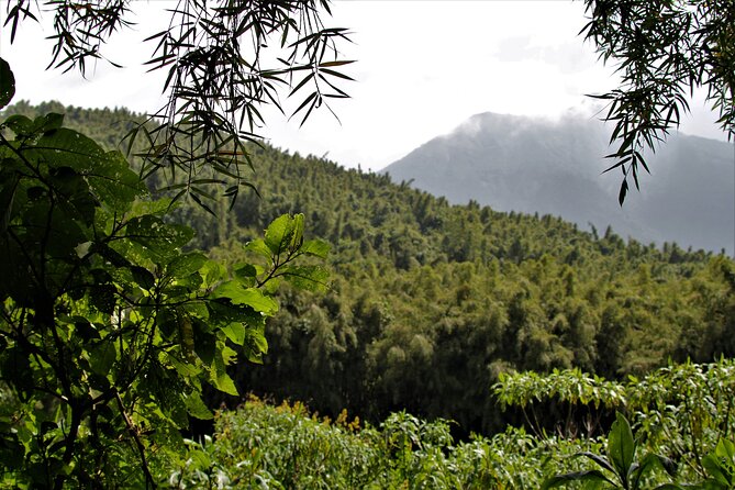 2 days Uganda Gorilla trekking - Bwindi Impenetrable National Park, timing, and what to expect in the forest