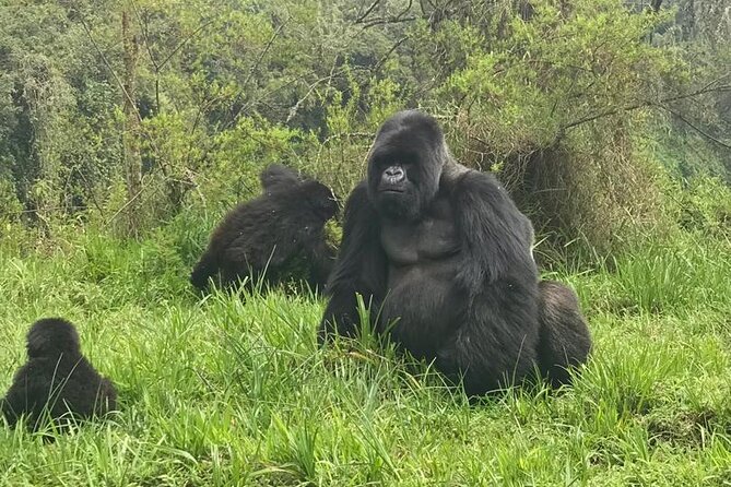 2 days Uganda Gorilla trekking - Private transport and pickup at 6:00 am: small details that reduce stress