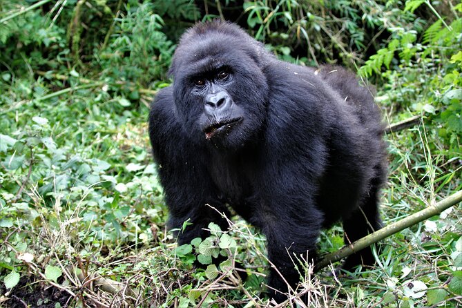 2 days Uganda Gorilla trekking - Your packing list and fitness level, without the hand-waving