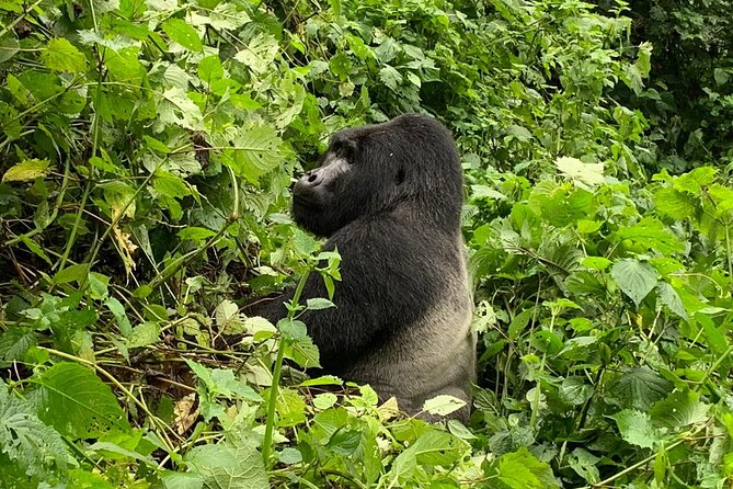 3 Day Gorilla Trek at Bwindi National Park via Kigali - What You’re Really Paying For: $1,940 and the Gorilla-Permit Value